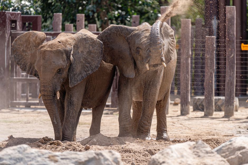 Zoo Morning for a rainy-day backup — travel · Family Travel