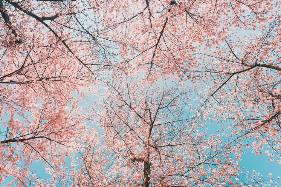 Cherry blossom branches in a tall vase