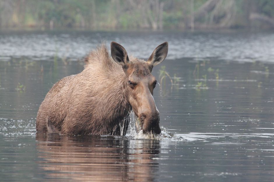 Wildlife Viewing Pullout around a memorable ferry ride — travel · National Parks