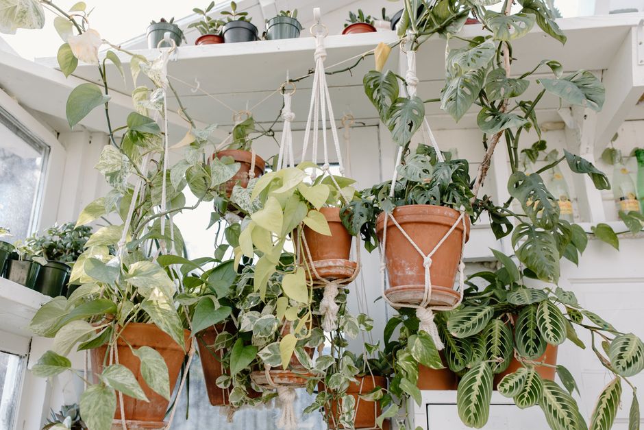 Macramé Plant Hanger with a hand-painted finish — diy-creativity · Crafts