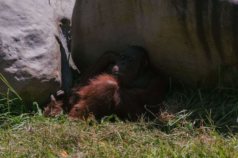Zoo Morning for an early-morning start — travel · Family Travel