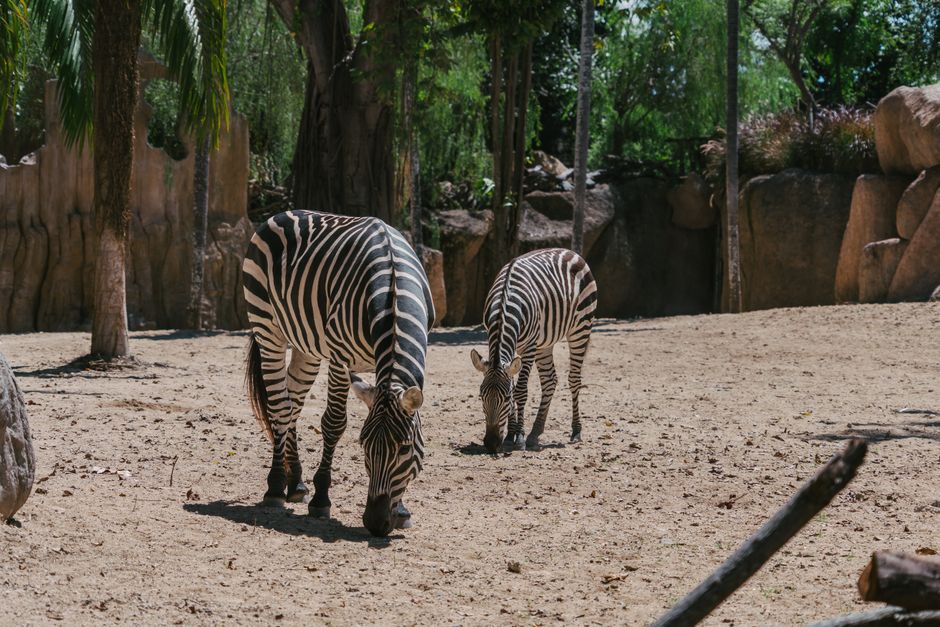 27 Zoo Morning ideas for outdoor lovers