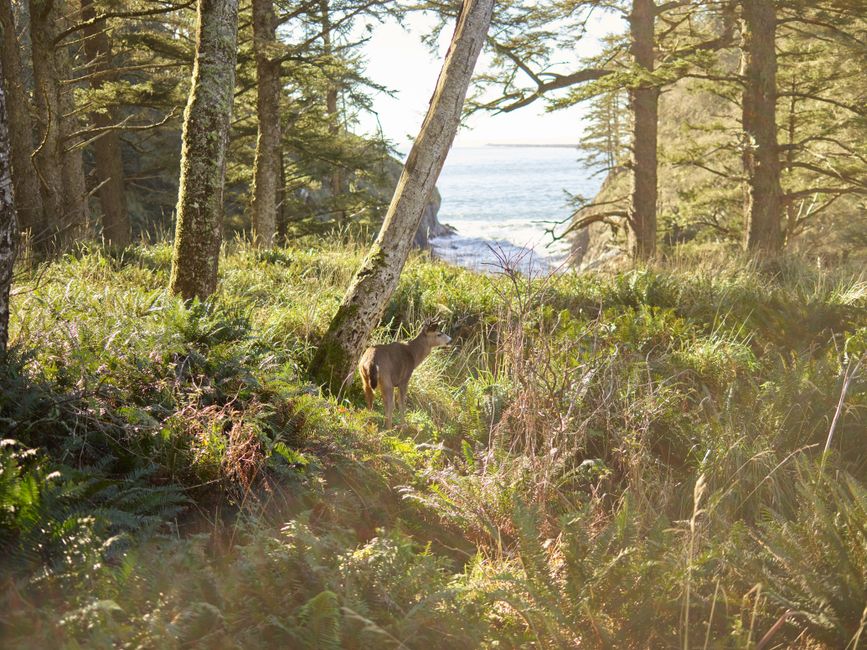 30 Wildlife Viewing Pullout ideas for a slower kind of trip