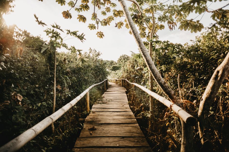 Forest Boardwalk for a peaceful lunch break — wellness · Walking & Outdoor