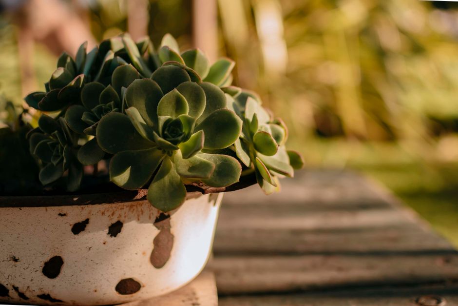 Old-Frame Tray — tin planter everyday for a small creative corner — diy-creativity · Upcycling