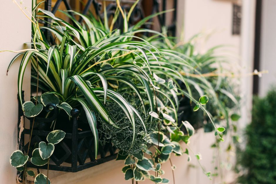 Vertical Planter with a useful styling trick — home · Garden & Outdoor
