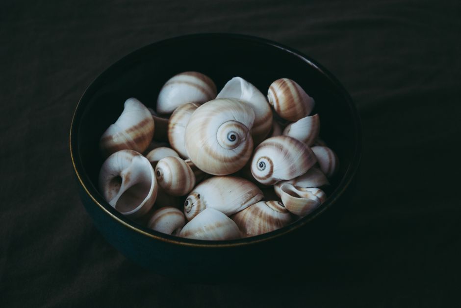 Shell Photography with a scenic detour — travel · Beach Vacations