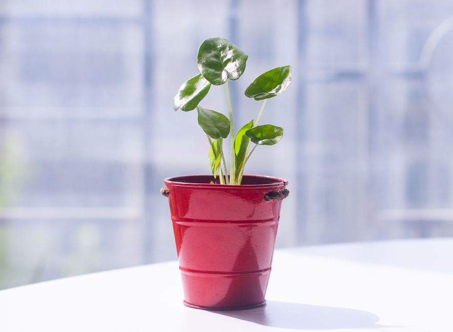 Tin-Can Planter for planter everyday photos — diy-creativity · Upcycling