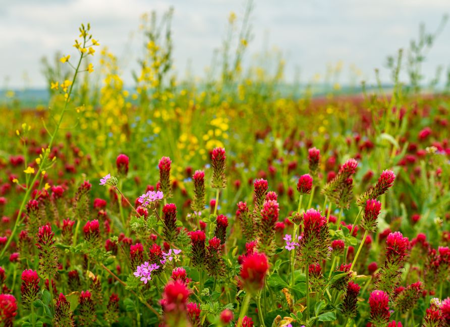 Meadow Wildflowers with a museum break — travel · National Parks