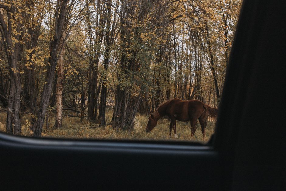 Wildlife Viewing Pullout with a local-only flavor — travel · National Parks