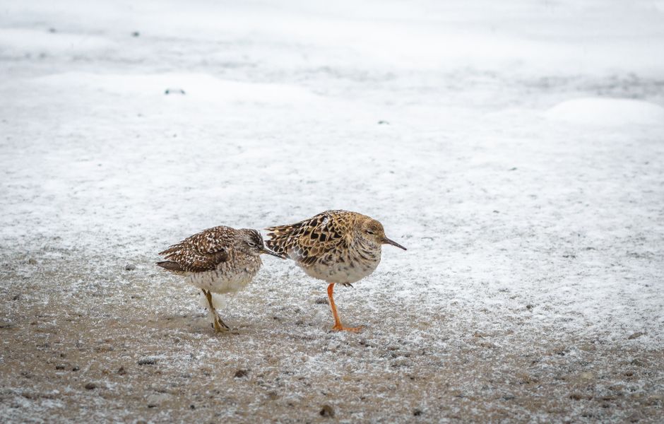 Birdwatching Walk when you want less scrolling — lifestyle · Hobbies