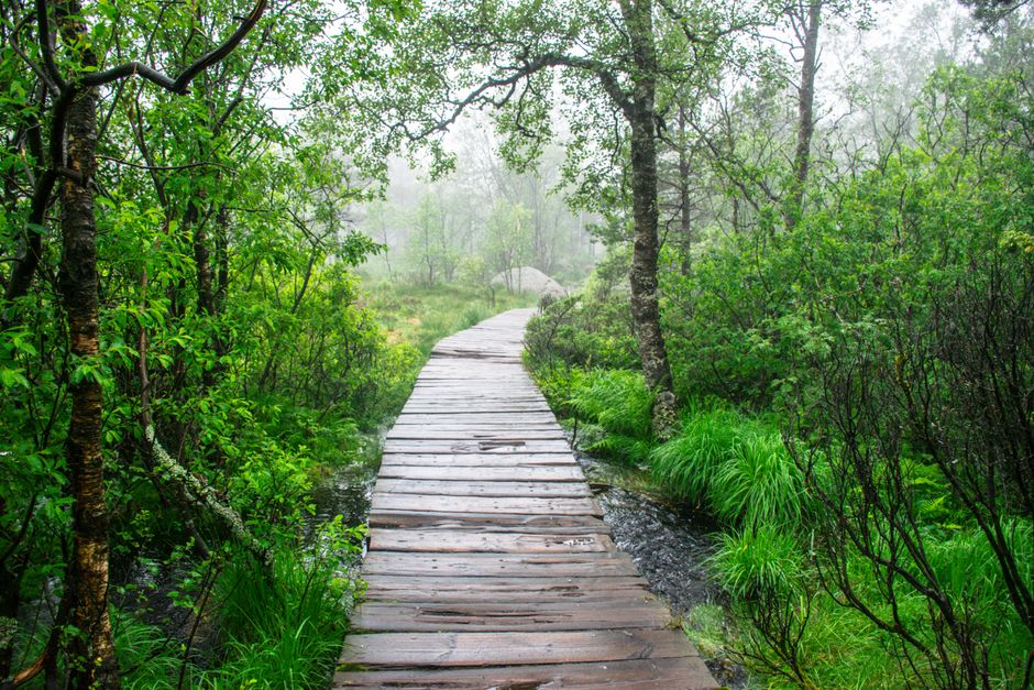 22 Forest Boardwalk ideas