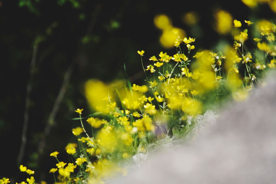 Meadow Wildflowers with a weather-flexible route — travel · National Parks