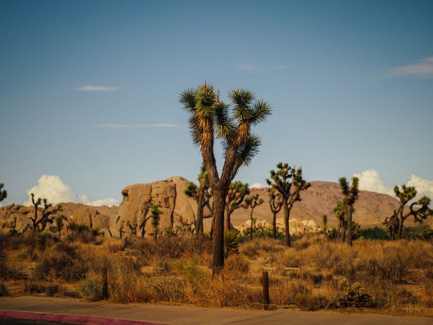 Joshua Tree Sunrise around a neighborhood market — travel · USA Travel