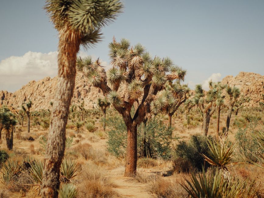 Joshua Tree Sunrise for travelers who love history — travel · USA Travel