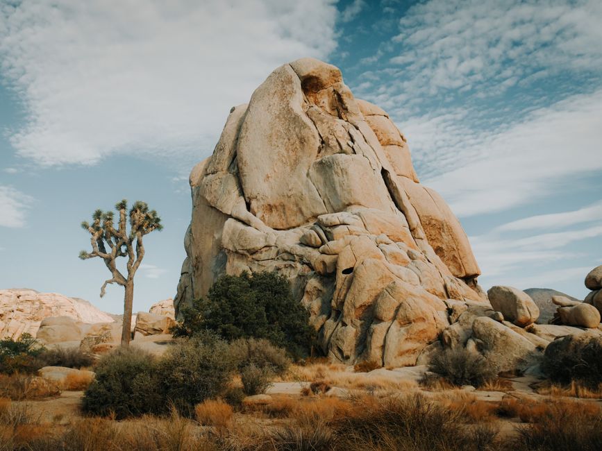 21 Joshua Tree Sunrise ideas for travelers who hate rushing