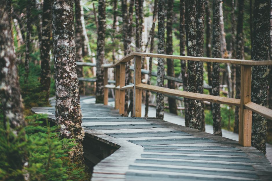 Forest Boardwalk around a memorable ferry ride — travel · Weekend Getaways