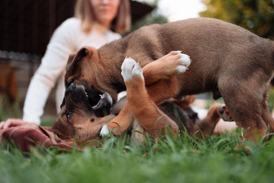 Pet-Play Break for a low-pressure workout — wellness · Feel-Good Activities