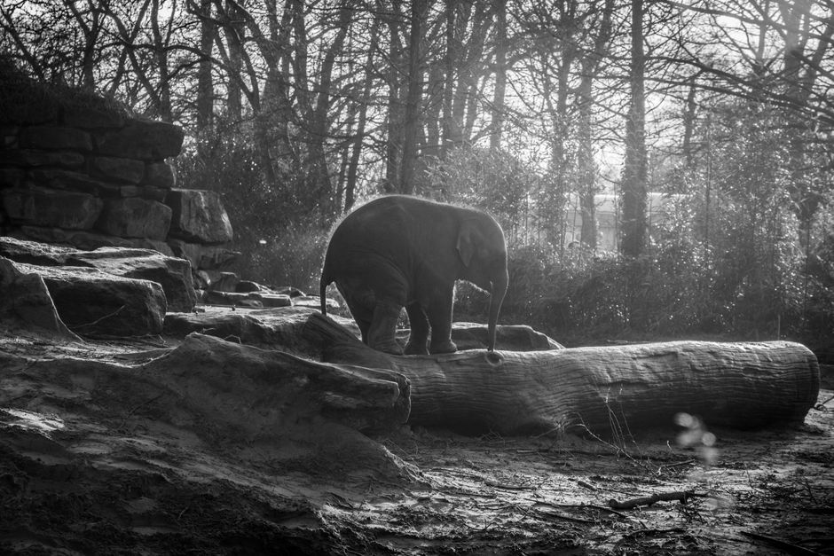 Zoo Morning with a small-town detour — travel · Family Travel