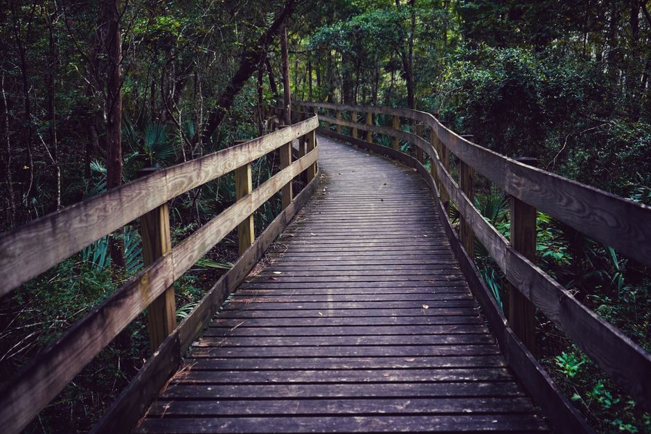 Forest Boardwalk for an off-season visit — travel · Weekend Getaways