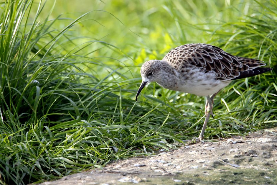Birdwatching Walk with a friend nearby — lifestyle · Hobbies