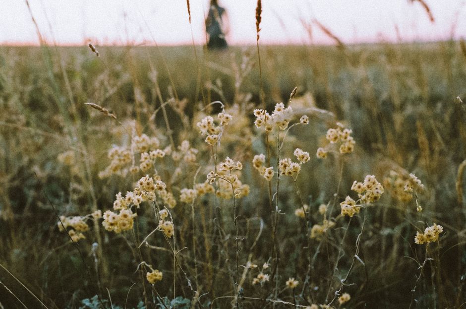Meadow Wildflowers for a celebration trip — travel · National Parks